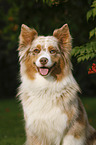 Australian Shepherd Portrait