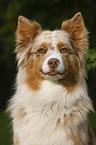 Australian Shepherd Portrait