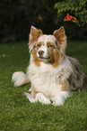 lying Australian Shepherd