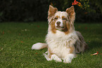 lying Australian Shepherd