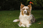 lying Australian Shepherd