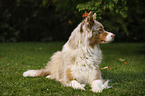 lying Australian Shepherd