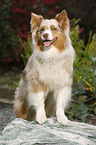 Australian Shepherd