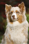 Australian Shepherd Portrait