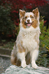 Australian Shepherd