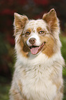 Australian Shepherd Portrait