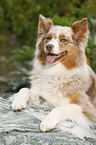 lying Australian Shepherd