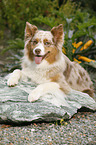 lying Australian Shepherd