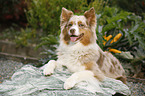 lying Australian Shepherd