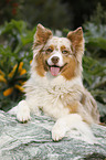 lying Australian Shepherd