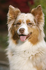 Australian Shepherd Portrait