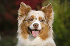 Australian Shepherd Portrait