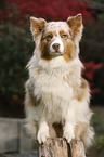 sitting Australian Shepherd