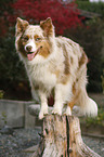 Australian Shepherd