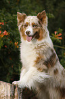 Australian Shepherd