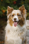 Australian Shepherd Portrait