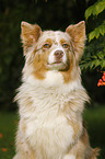 Australian Shepherd Portrait