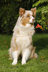 sitting Australian Shepherd