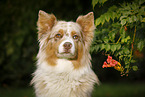 Australian Shepherd Portrait