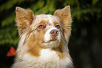 Australian Shepherd Portrait