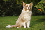 sitting Australian Shepherd