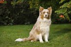 sitting Australian Shepherd