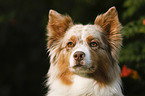 Australian Shepherd Portrait