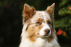 Australian Shepherd Portrait