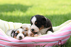 Australian Shepherd Puppies