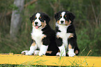 Australian Shepherd Puppies