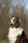 Australian Shepherd Portrait