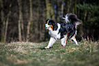 walking Australian Shepherd