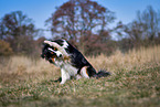 ashamed Australian Shepherd