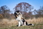 Australian Shepherd gives paw