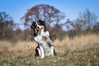 Australian Shepherd gives paw