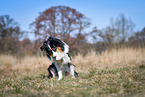 ashamed Australian Shepherd