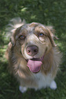 sitting Australian Shepherd