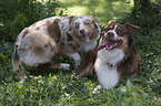 Australian Shepherds