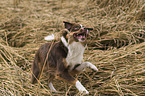 running Australian Shepherd