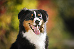 Australian Shepherd Portrait