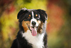 Australian Shepherd Portrait