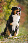 sitting Australian Shepherd