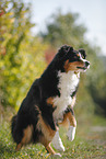 begging Australian Shepherd