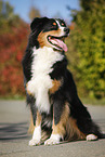 sitting Australian Shepherd