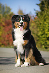 sitting Australian Shepherd