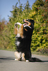 begging Australian Shepherd