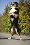 begging Australian Shepherd