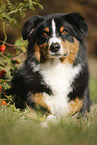 lying Australian Shepherd