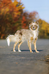 standing Australian Shepherd