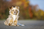 lying Australian Shepherd